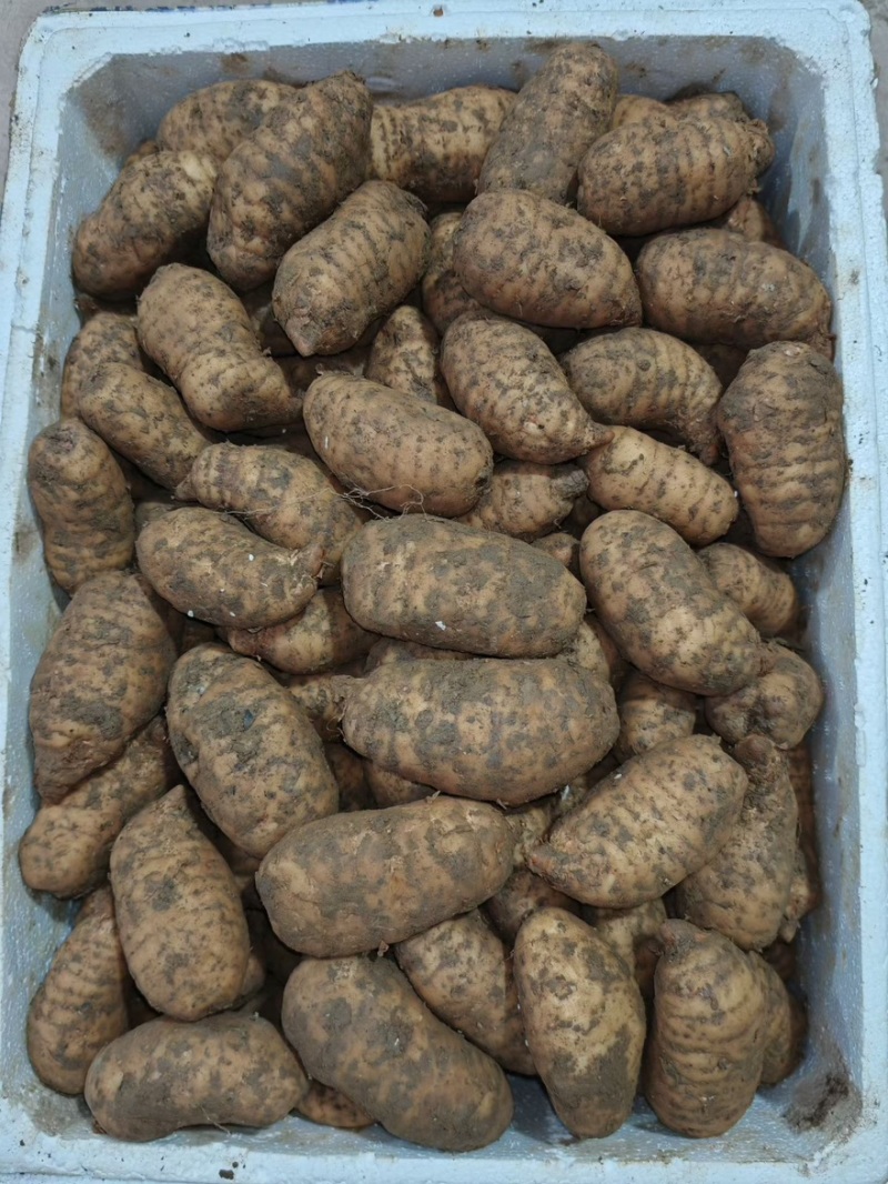 新鲜天麻，要买的朋友可以找我，大，中，小号都有，一手货源