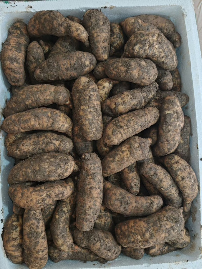 新鲜天麻，要买的朋友可以找我，大，中，小号都有，一手货源
