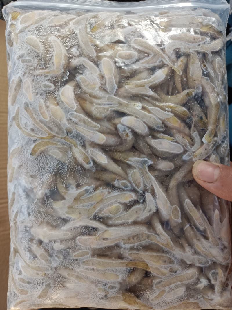 山根鱼小黄鱼木头鱼淡水鱼