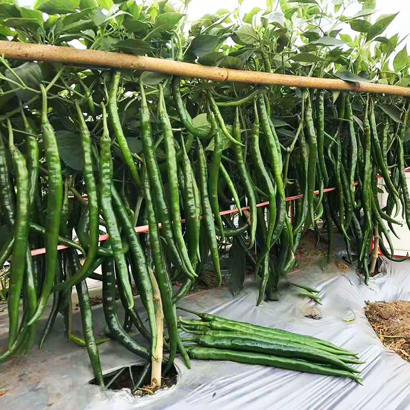 新品加长黑线辣椒种子中早熟辣味浓高产抗病抗逆耐热长线椒