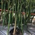 新品加长黑线辣椒种子中早熟辣味浓高产抗病抗逆耐热长线椒
