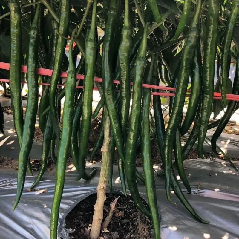 新品加长黑线辣椒种子中早熟辣味浓高产抗病抗逆耐热长线椒