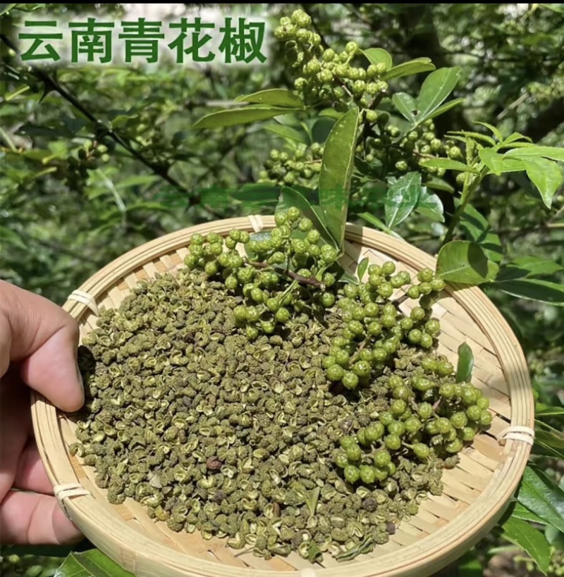 云南永善花椒特麻特香昭通青花椒特产干麻椒