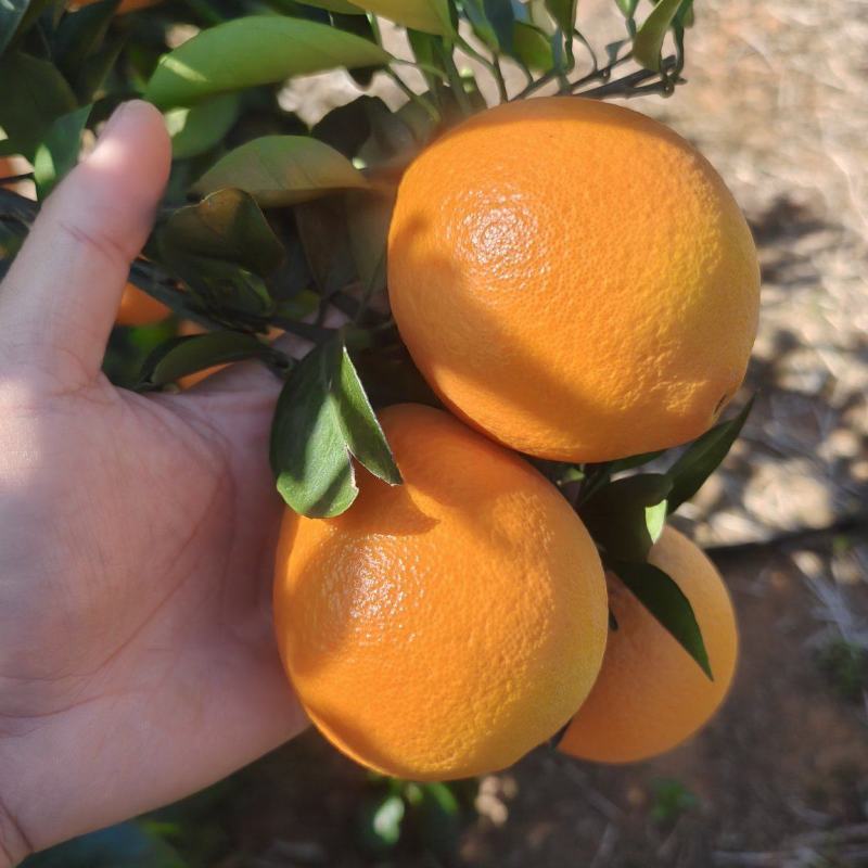 回龙圩纽荷尔脐橙大量上市