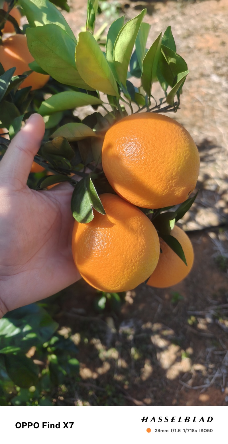 回龙圩纽荷尔脐橙大量上市