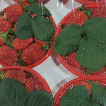 宁玉牛奶草莓
