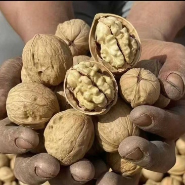 新疆纸皮核桃大量批发