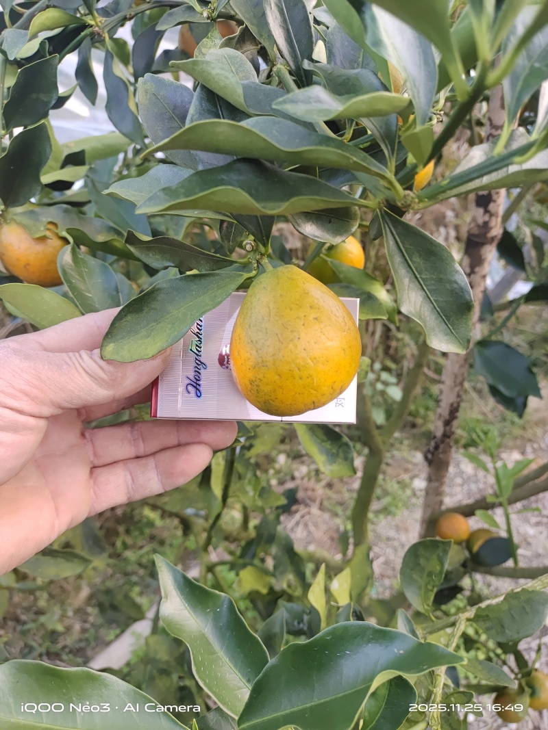 融安脆蜜金桔