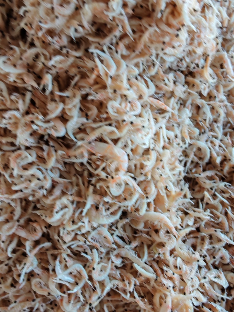 渤海湾引子虾小虾皮