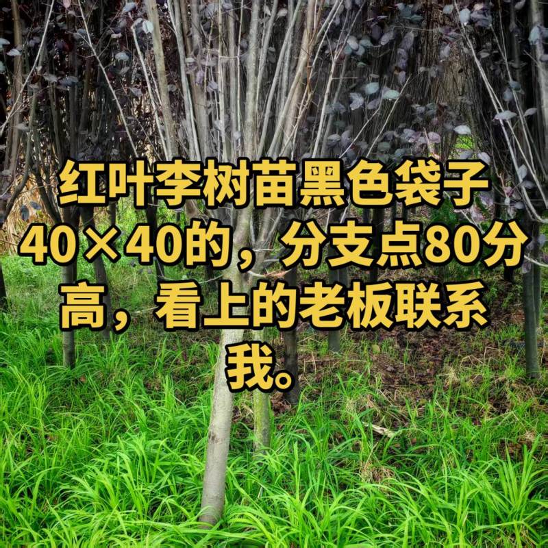 红叶李营养袋苗