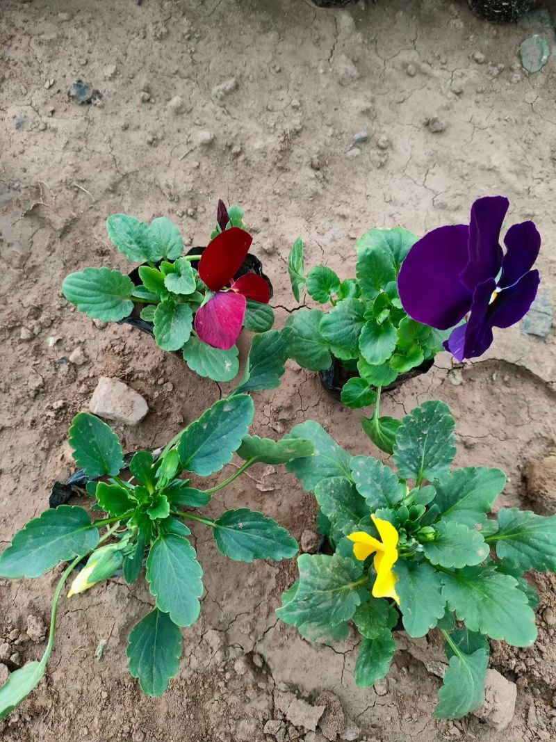 角堇角堇穴盘苗冬季抗寒抗冻花卉植物颜色多基地直供