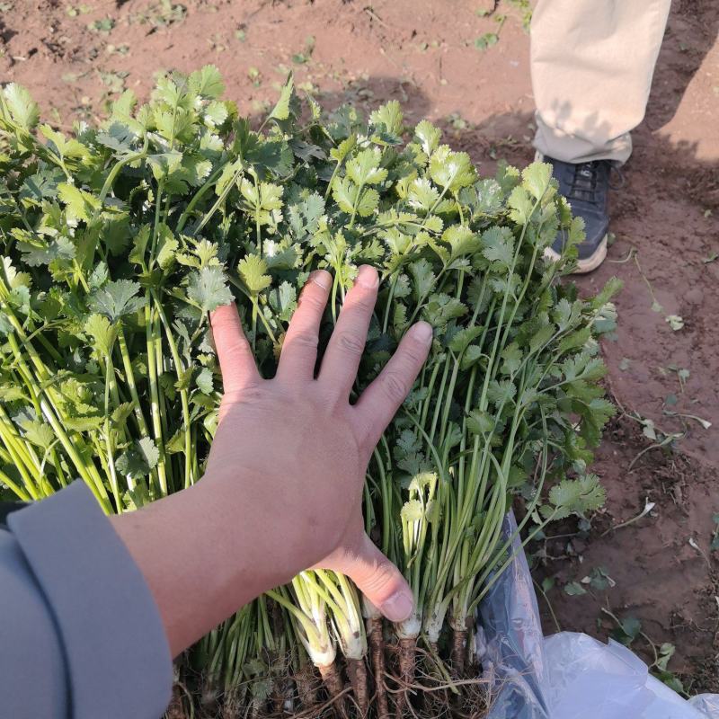 铁杆青香菜大量有货