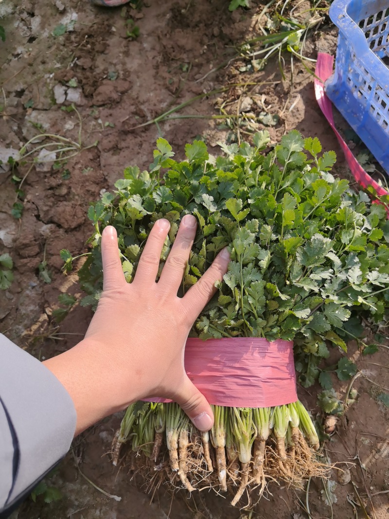 铁杆青香菜大量有货