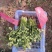 铁杆青香菜大量有货