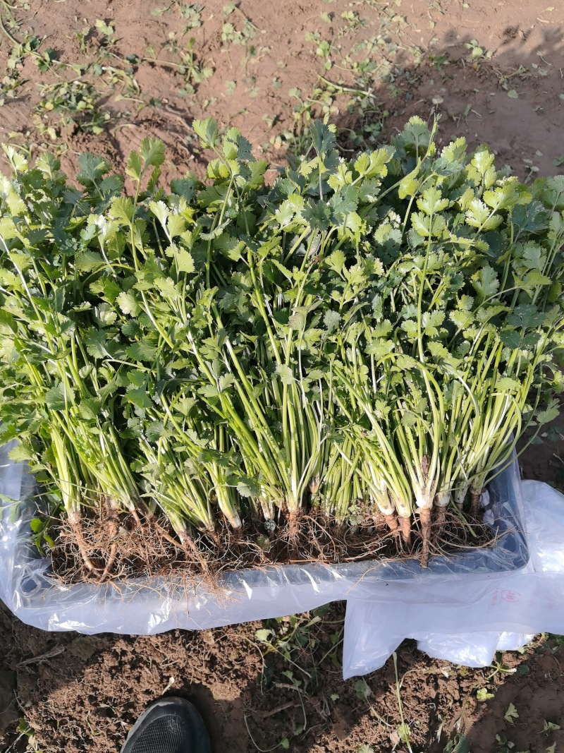 铁杆青香菜大量有货