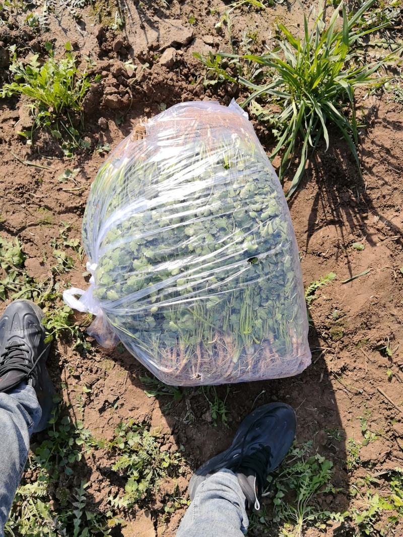 铁杆青香菜大量有货