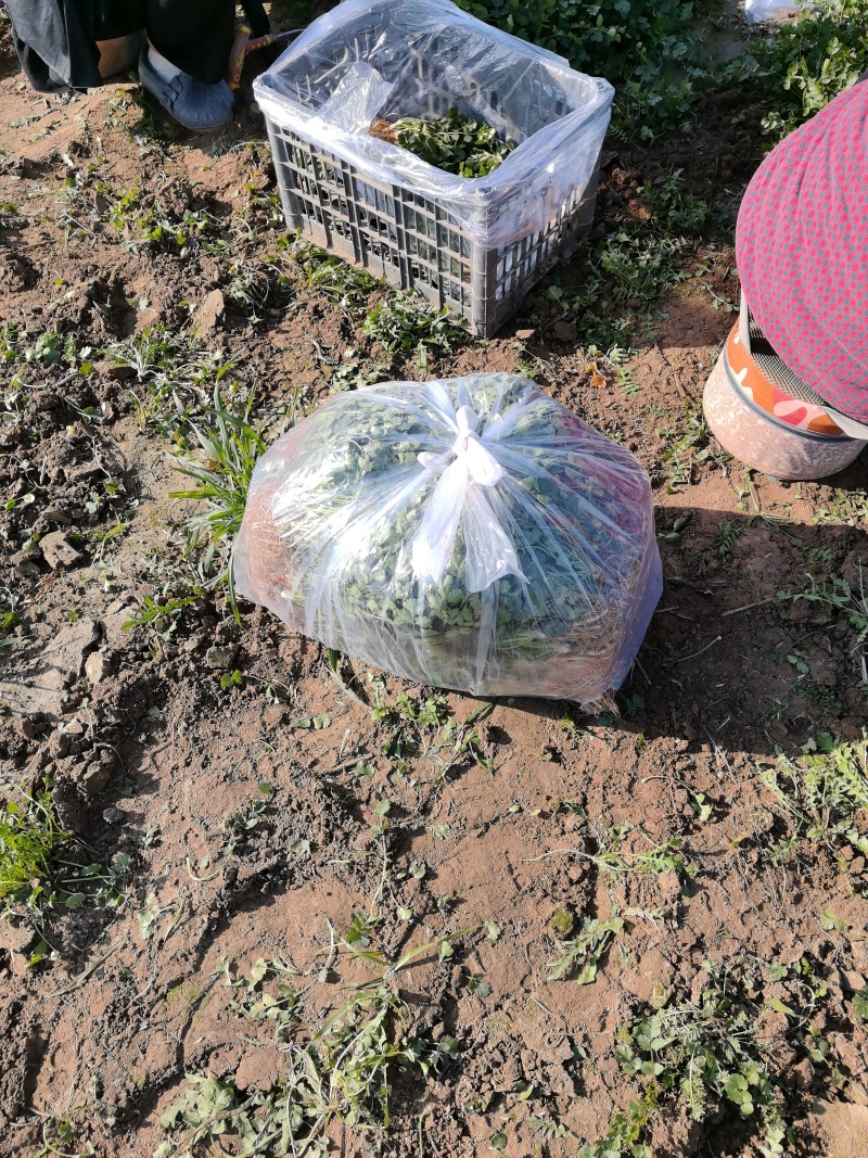 铁杆青香菜大量有货