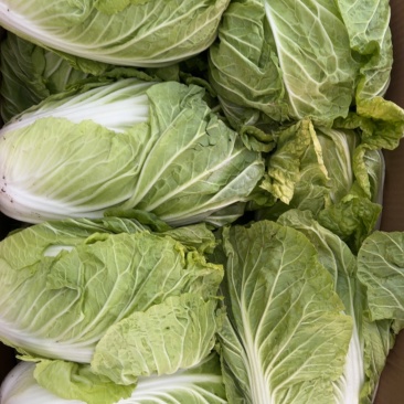 河南开封白菜大量上市支持规格