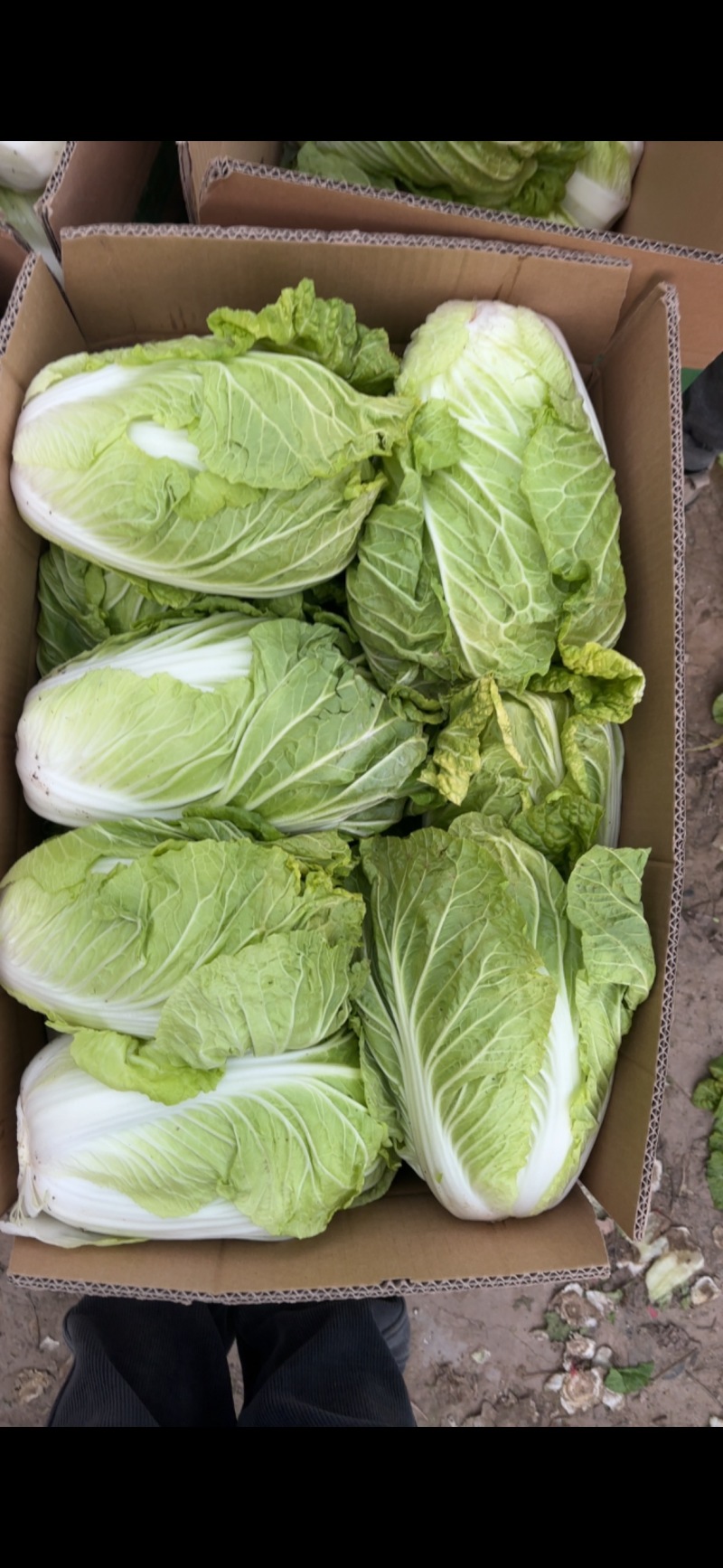 河南开封白菜大量上市支持规格