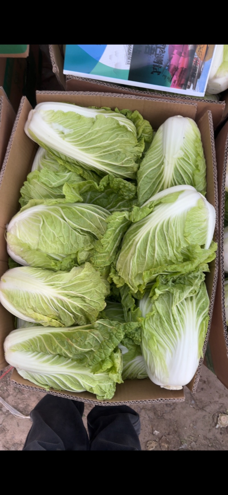 河南开封白菜大量上市支持规格