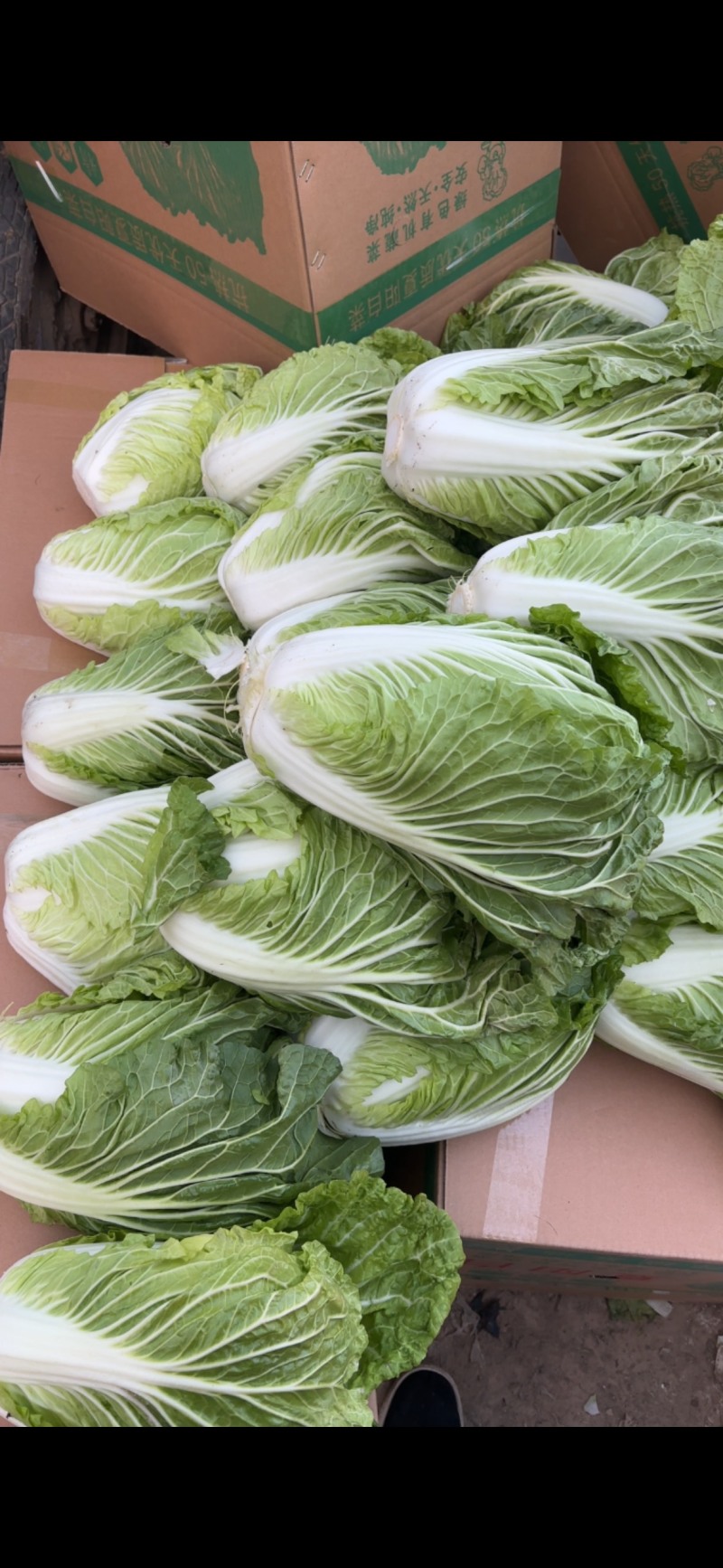 河南开封白菜大量上市支持规格