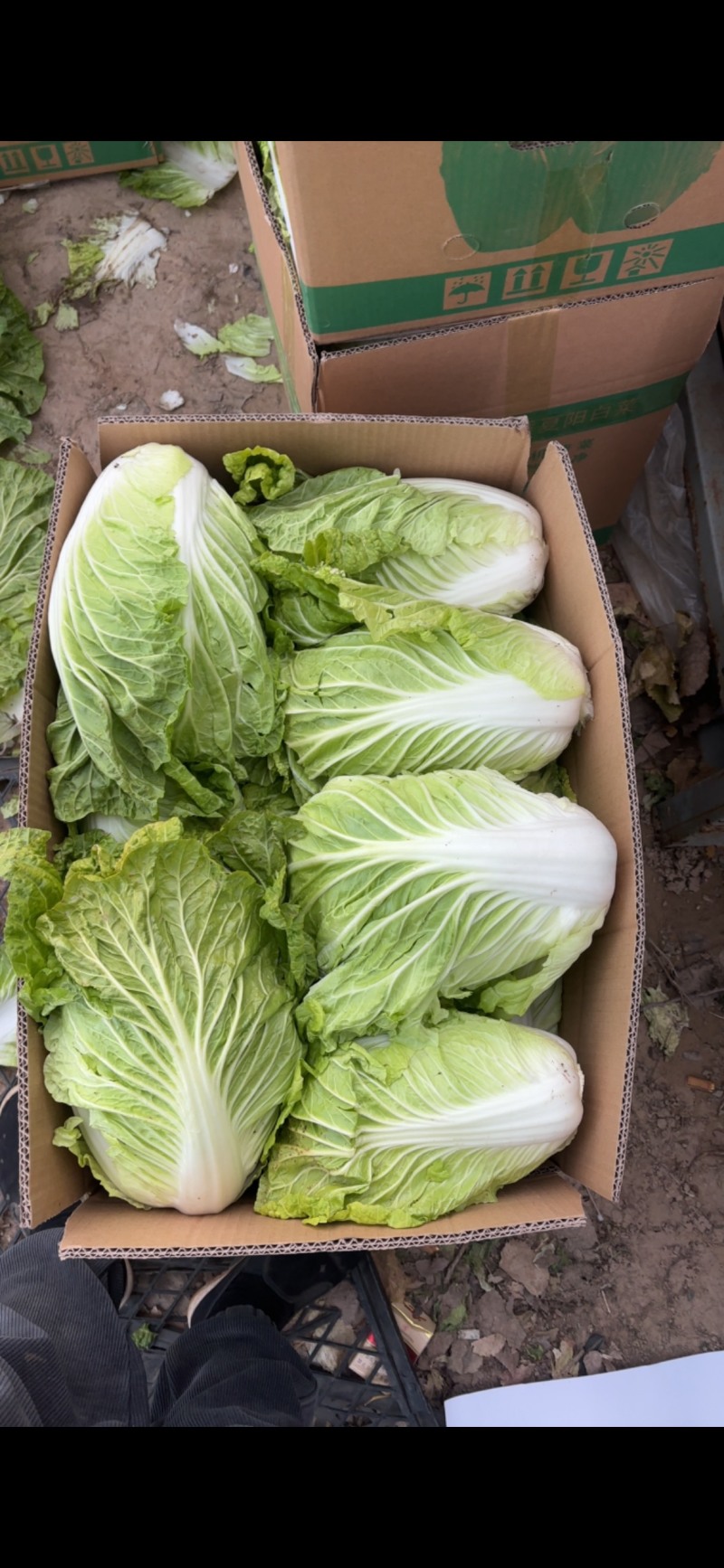 河南开封白菜大量上市支持规格