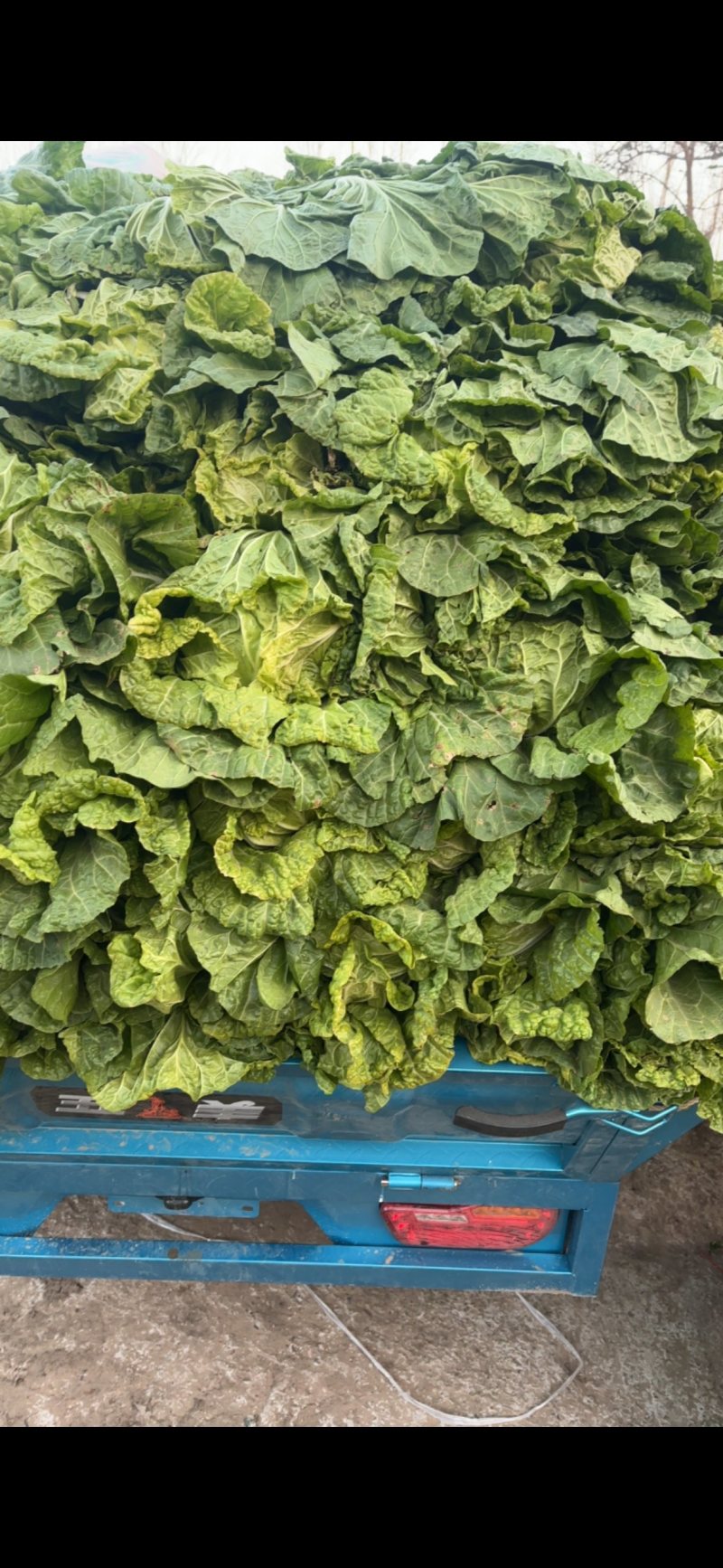 河南开封白菜大量上市支持规格