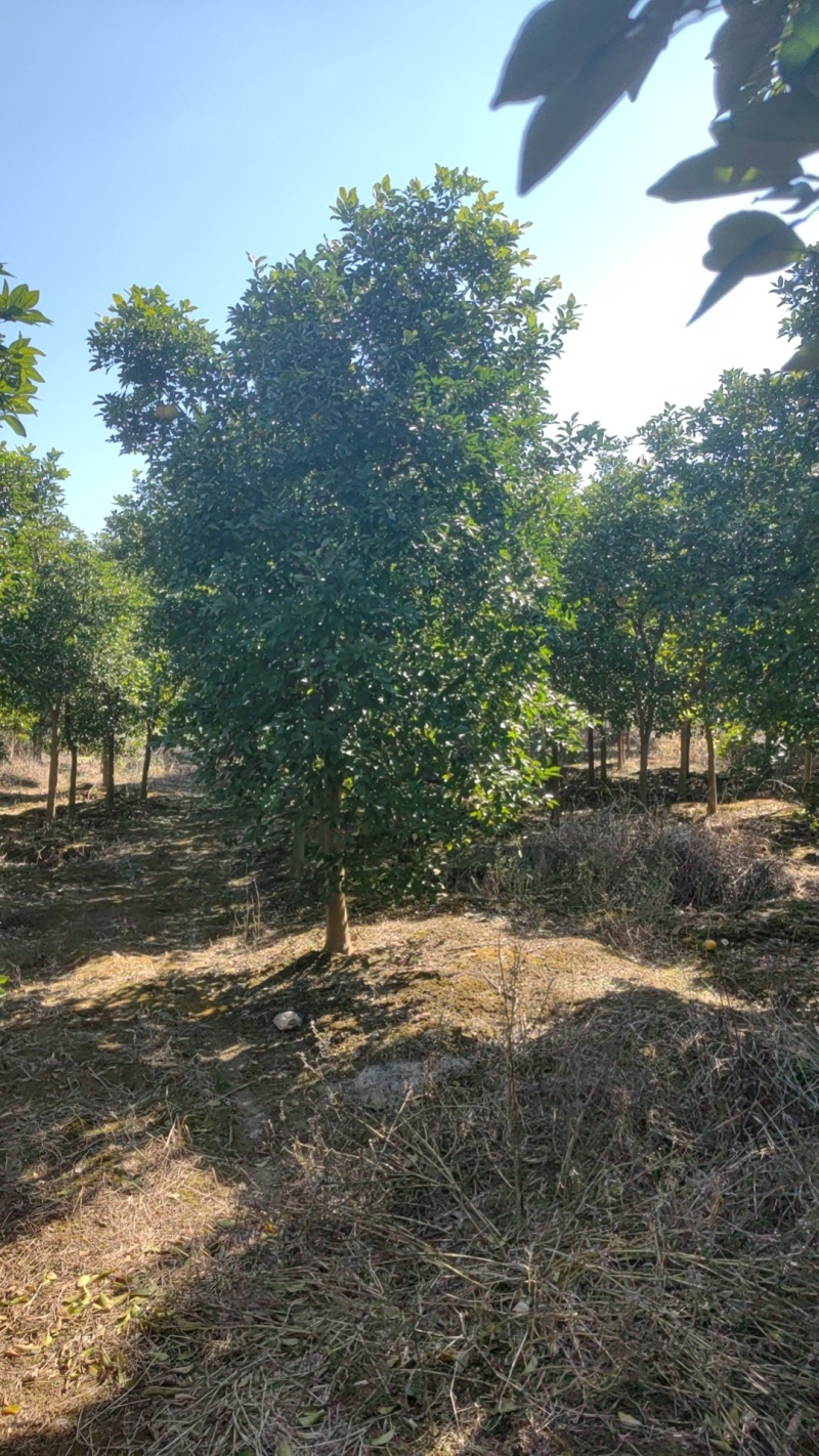 香橼树