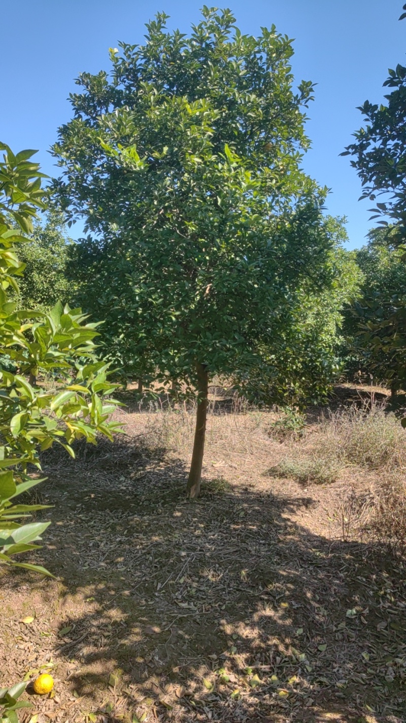 香橼树