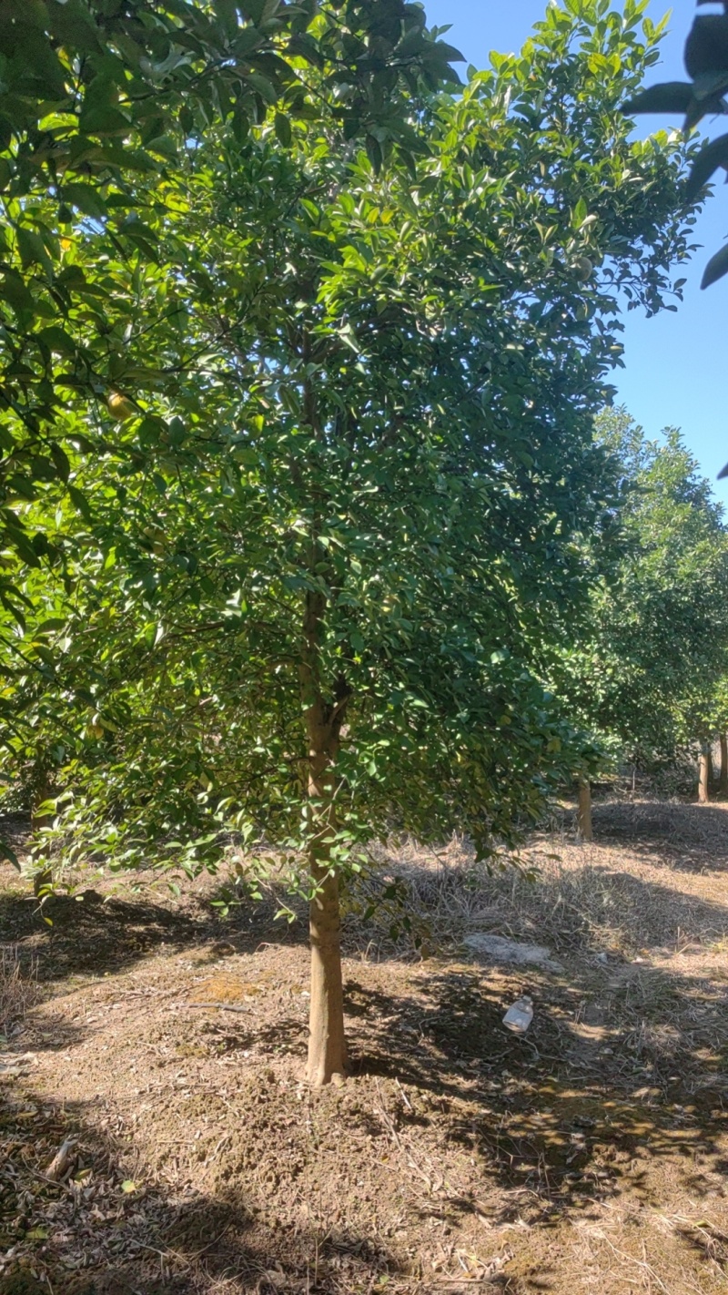 香橼树