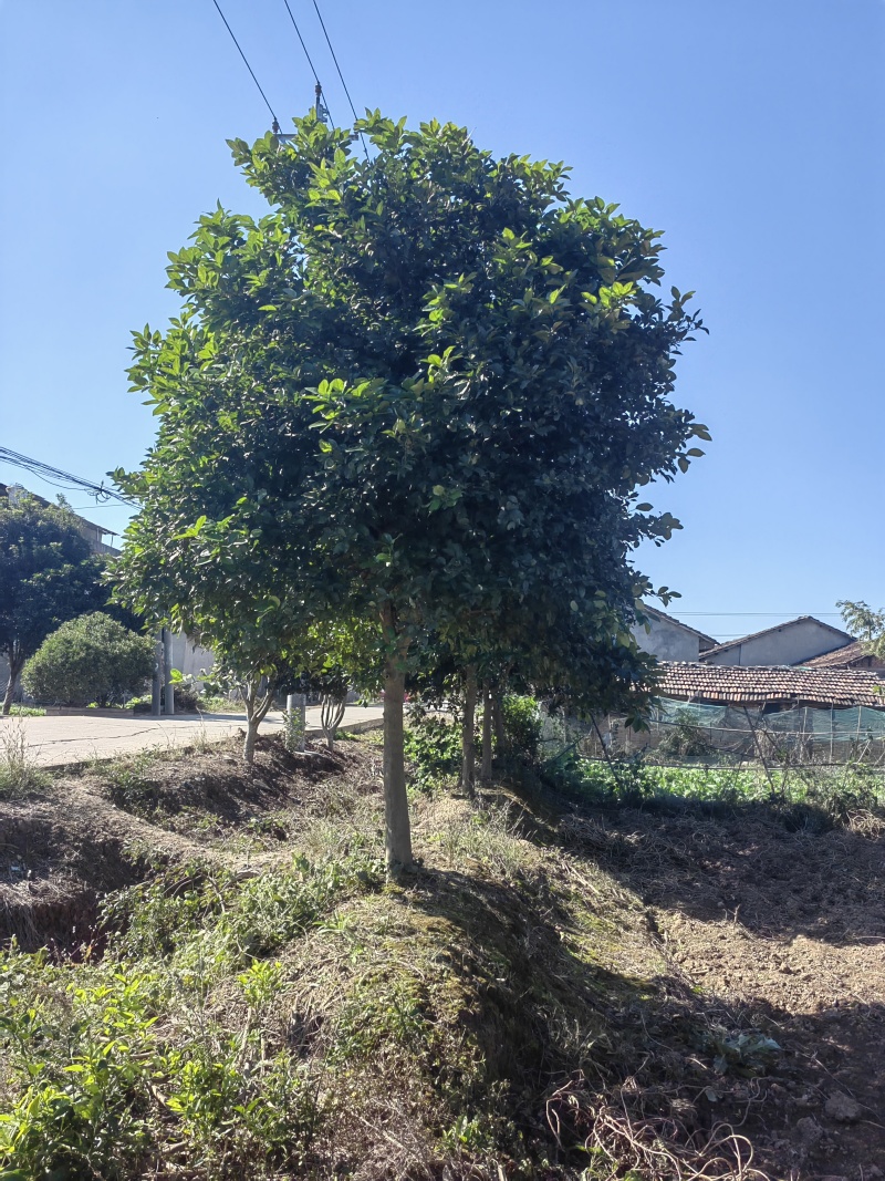 香橼树