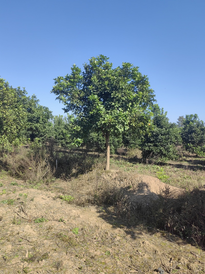 香橼树