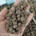 猫爪草精选水洗货中药材猫爪草正品保证量大从优