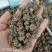 猫爪草精选水洗货中药材猫爪草正品保证量大从优