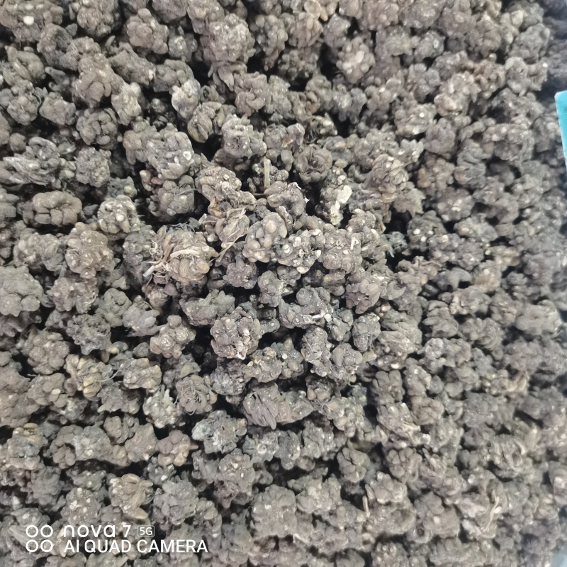 猫爪草精选水洗货中药材猫爪草正品保证量大从优