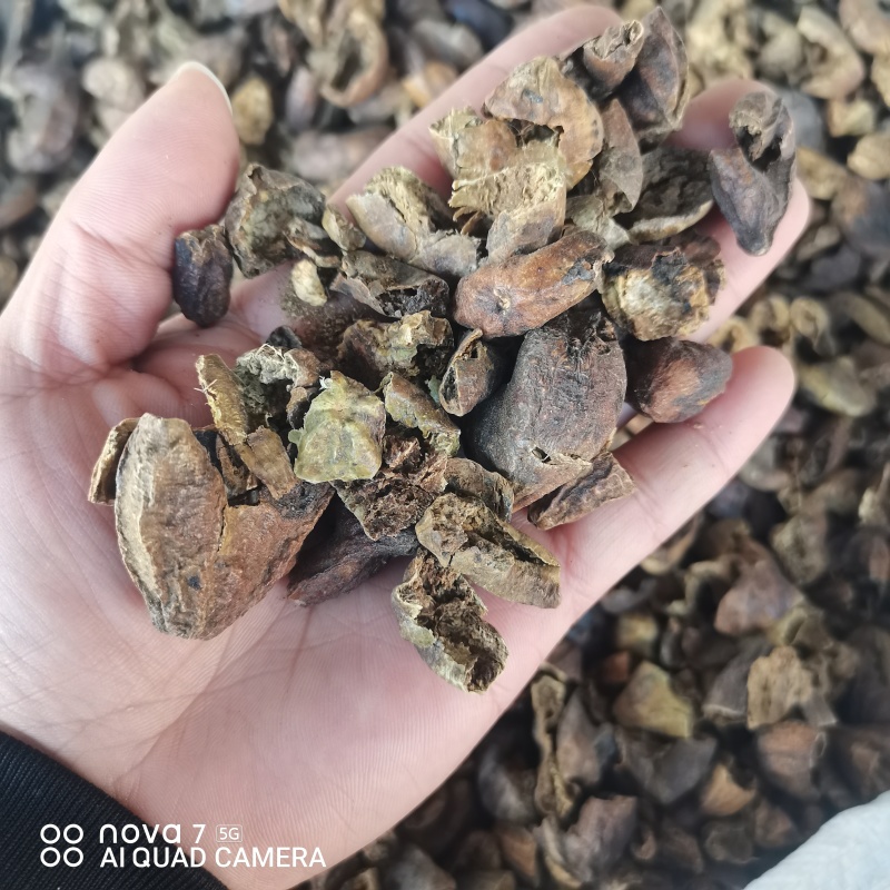 柯子中药材柯子肉规格齐全量大从优支持一件代发
