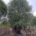 2511苗圃供应佛肚树米径50-100cm大树昆仕