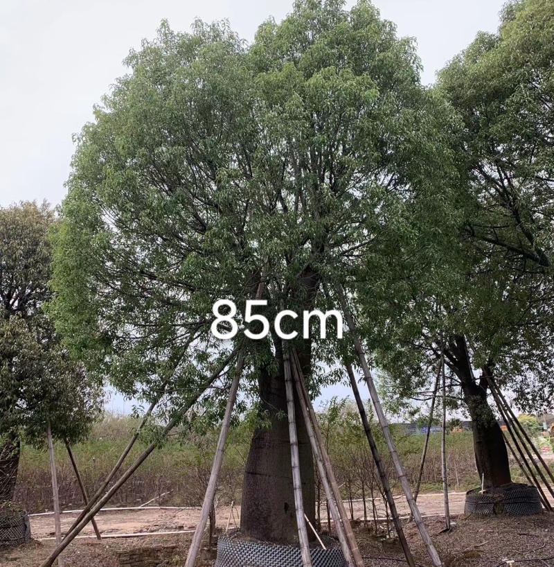 2511苗圃供应佛肚树米径50-100cm大树昆仕