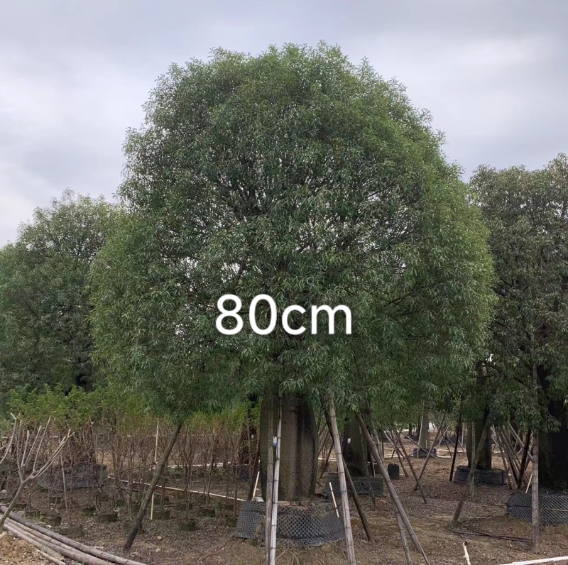 2511苗圃供应佛肚树米径50-100cm大树昆仕