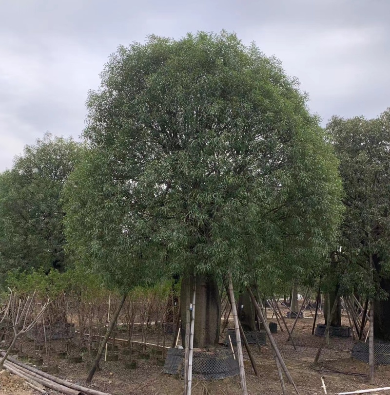 2511苗圃供应佛肚树米径50-100cm大树昆仕