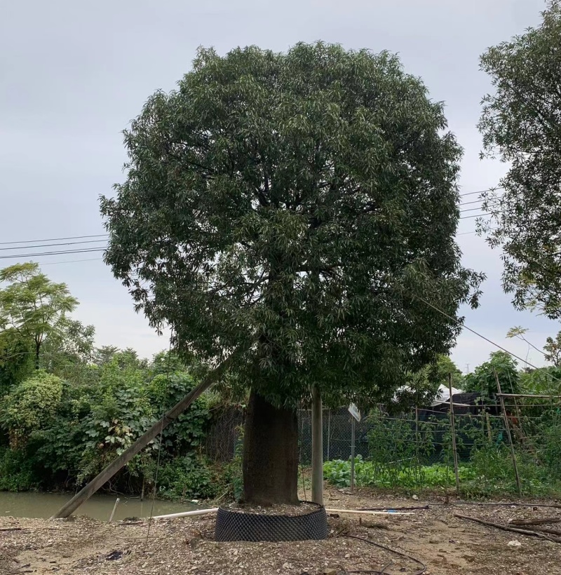 2511苗圃供应佛肚树米径50-100cm大树昆仕