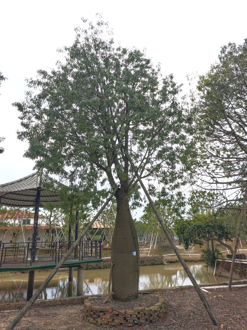 2511苗圃供应佛肚树米径50-100cm大树昆仕