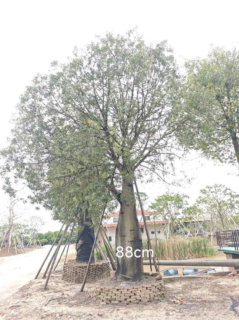 2511苗圃供应佛肚树米径50-100cm大树昆仕