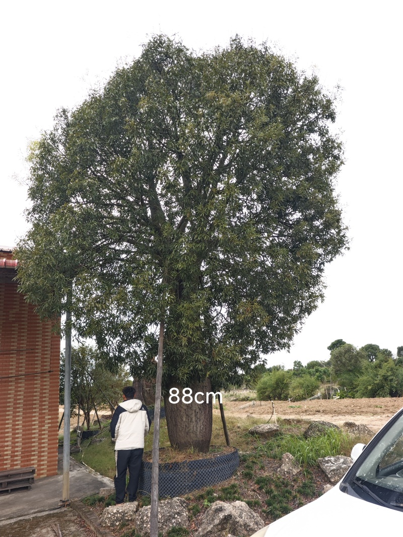 2511苗圃供应佛肚树米径50-100cm大树昆仕
