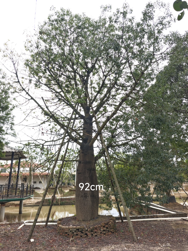 2511苗圃供应佛肚树米径50-100cm大树昆仕
