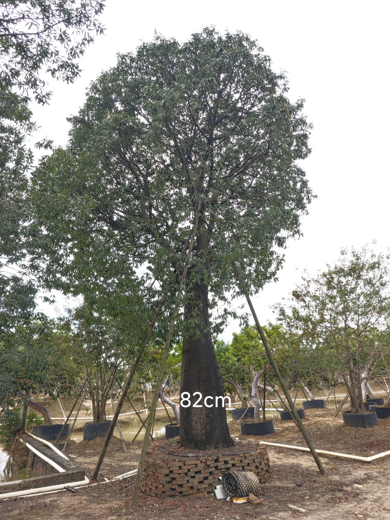 2511苗圃供应佛肚树米径50-100cm大树昆仕