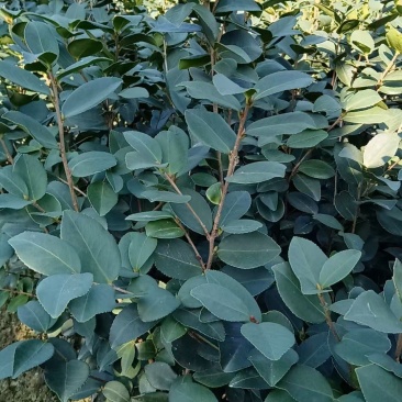 油茶苗，品质保证，多种规格，根系发达，成活率高