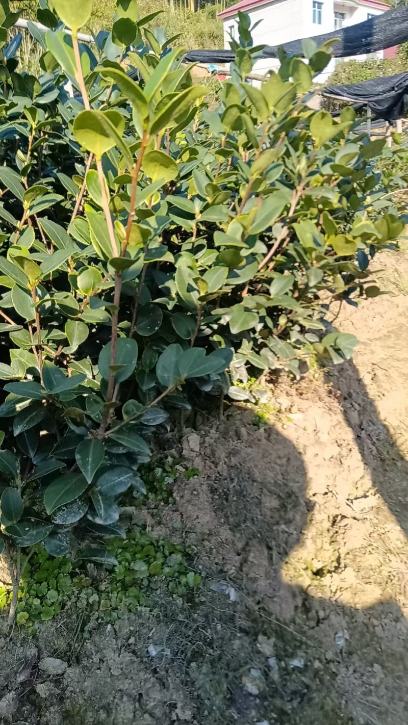 油茶苗，品质保证，多种规格，根系发达，成活率高