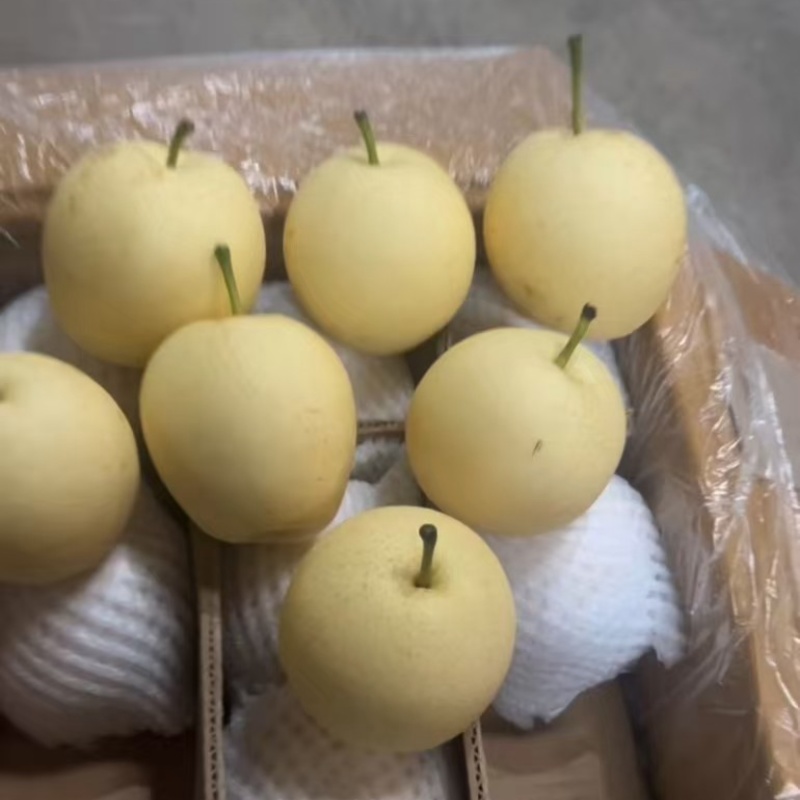 赵县皇冠梨，货源稳定，品质保证诚信经营欢迎来电