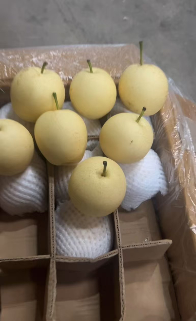 赵县皇冠梨，货源稳定，品质保证诚信经营欢迎来电